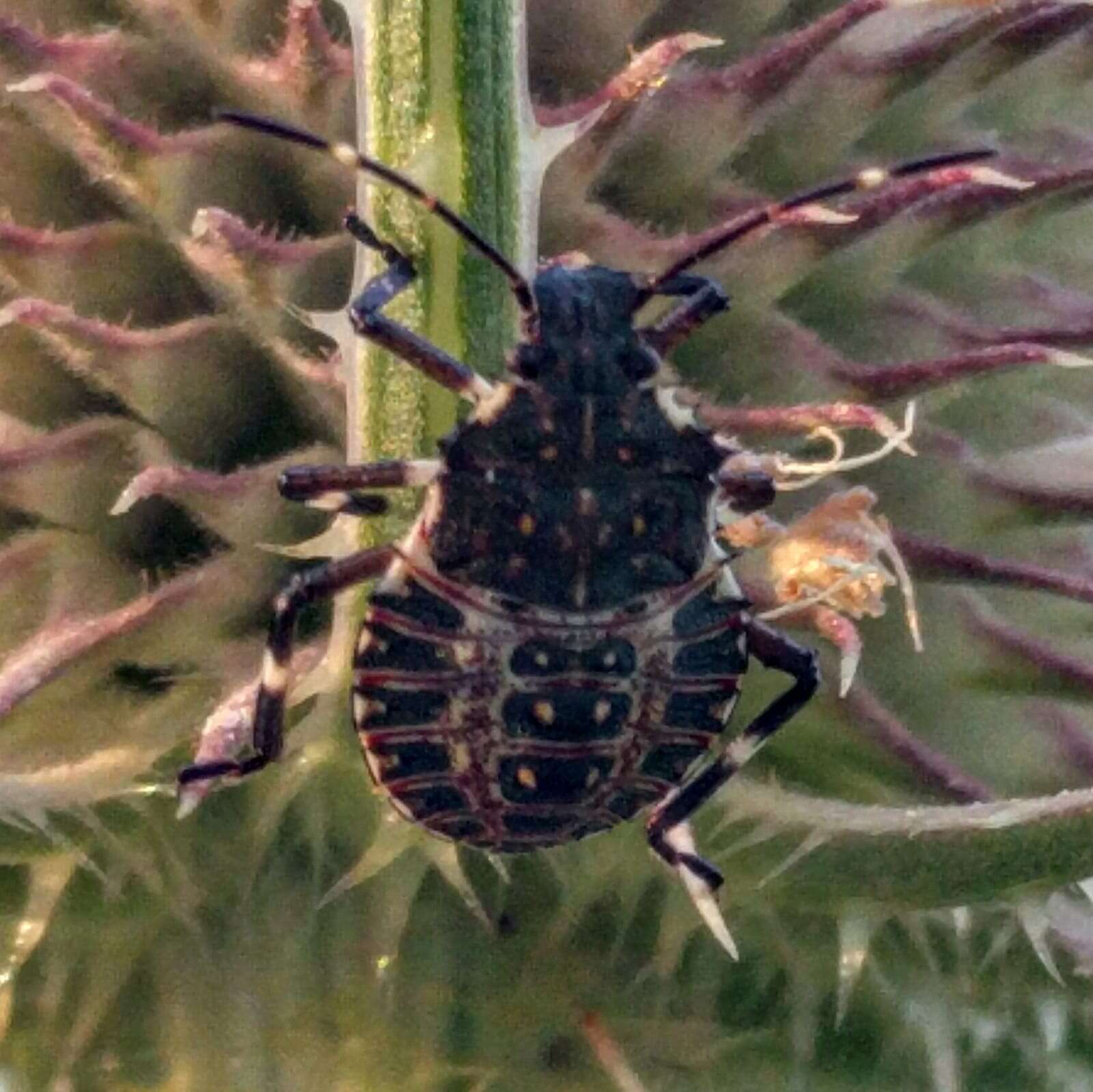 Image of Brown marmorated stink bug