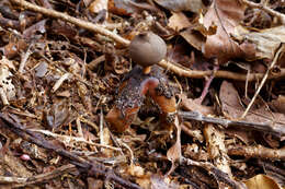 Imagem de Geastrum fornicatum (Huds.) Hook. 1821