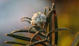 Imagem de Anaphalis margaritacea (L.) Benth.