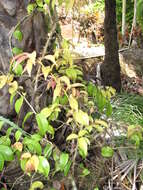 Image of Barbados shrub