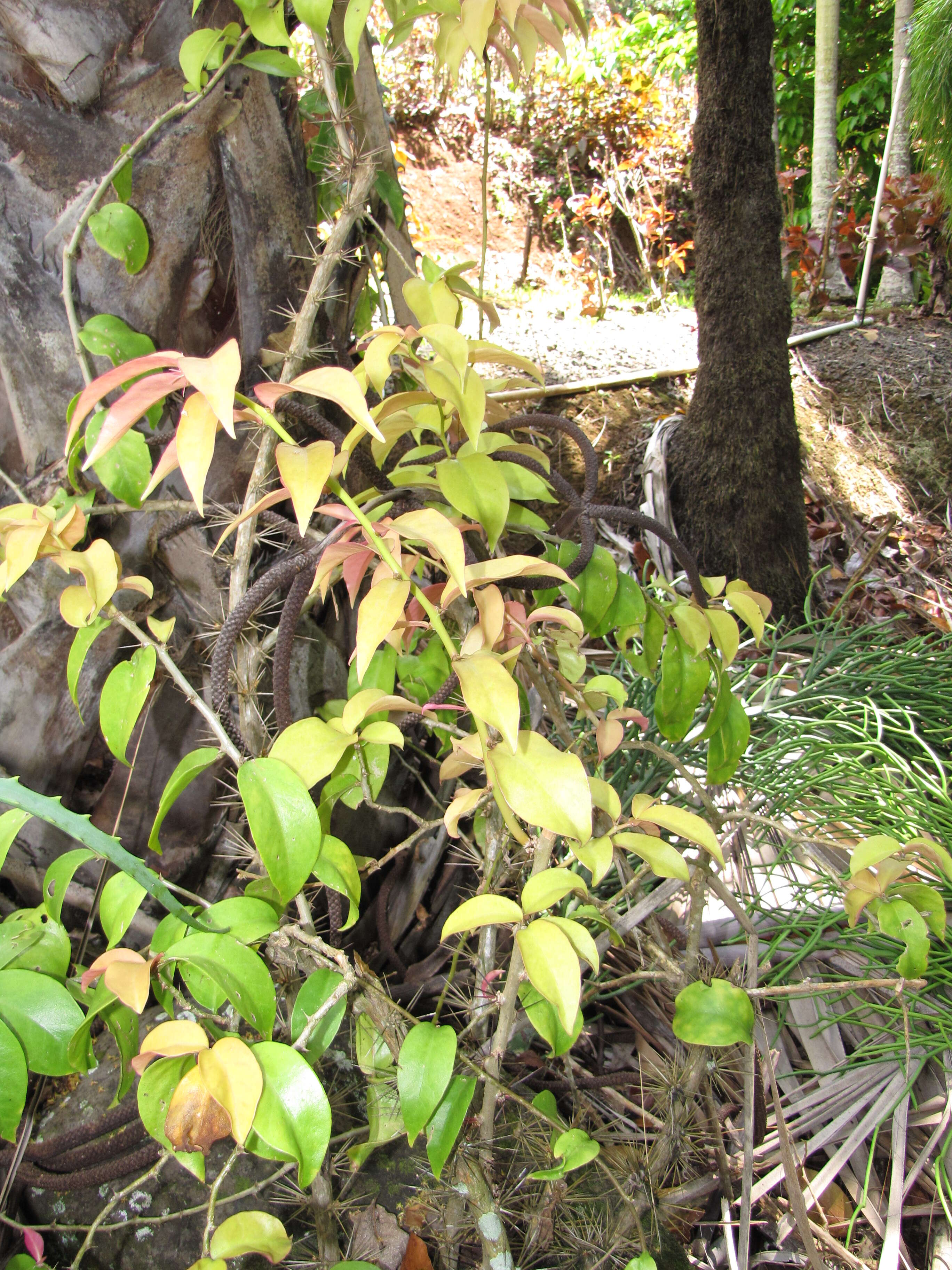 Image of Barbados shrub