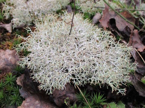 Image of Thorn cladonia