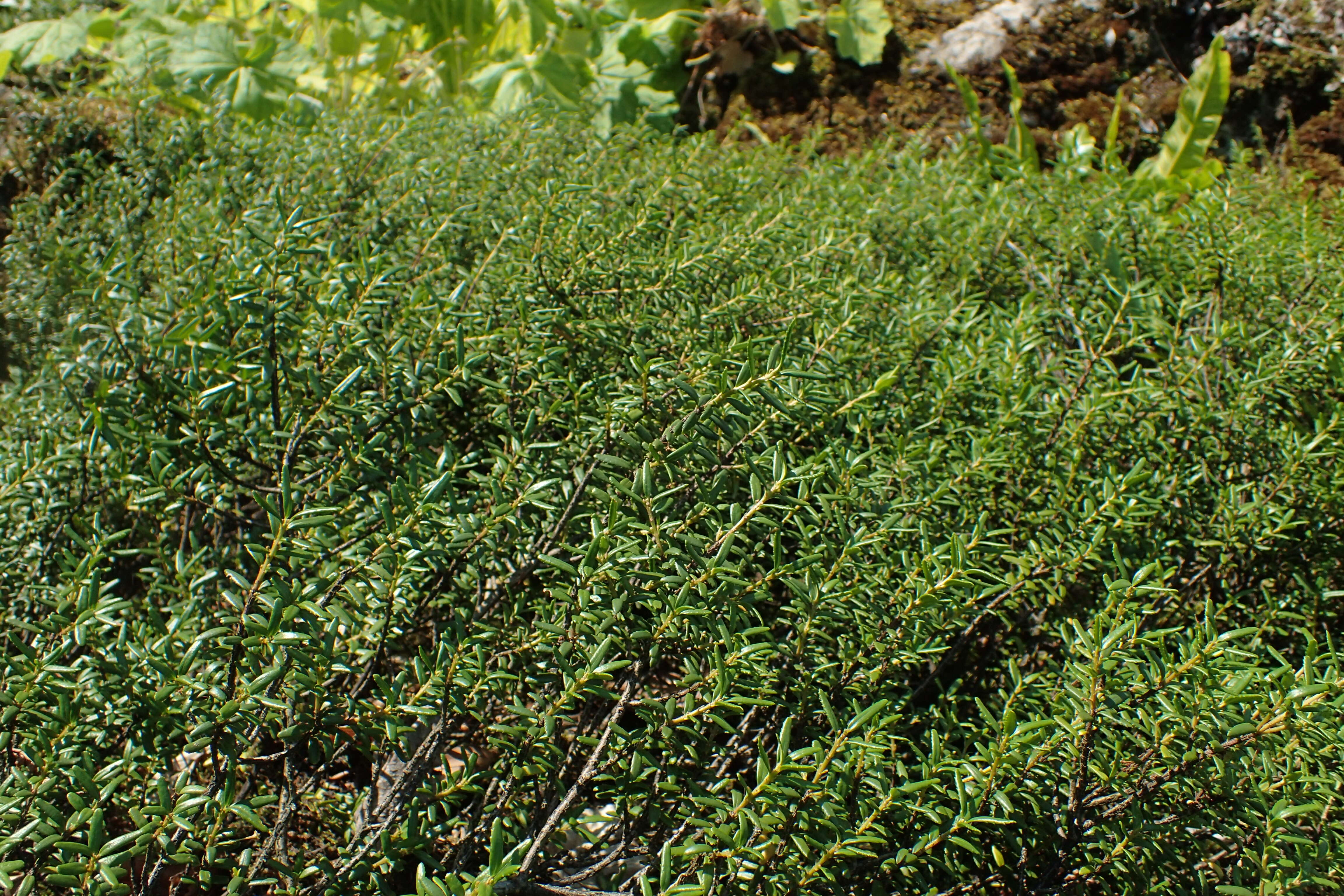 Image of Canby's mountain-lover