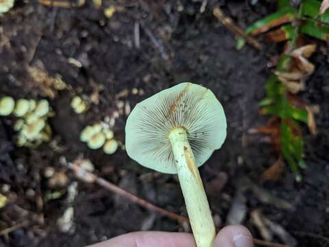 Image of Hypholoma fasciculare (Huds.) P. Kumm. 1871