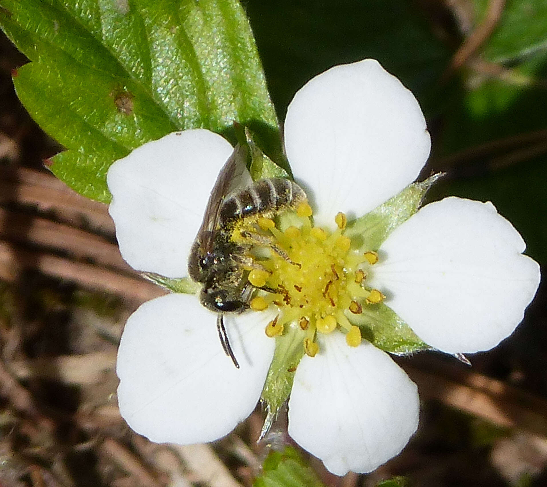 Image of Halictus tumulorum (Linnaeus 1758)