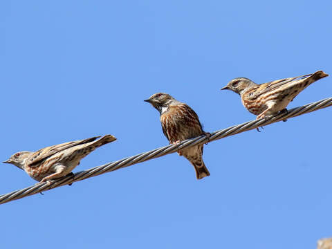 Image of Altai Accentor