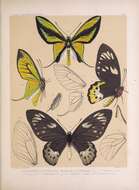 Слика од Ornithoptera paradisea Staudinger 1893