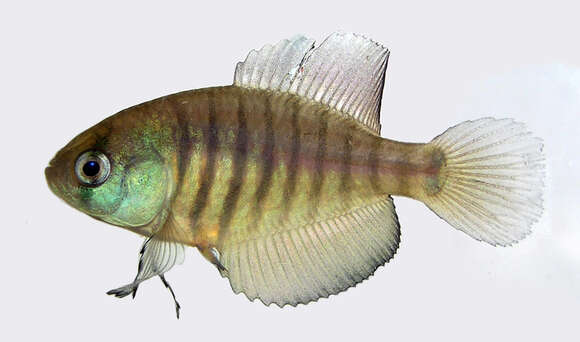 Image of Annual fish