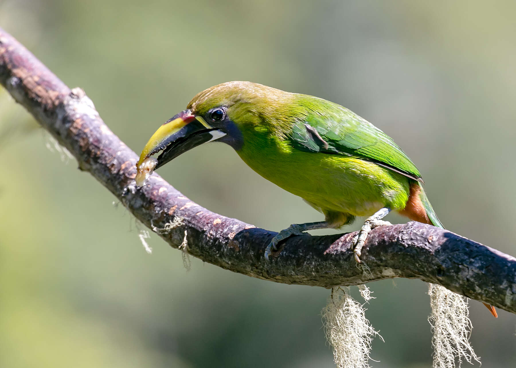 Image of Blue-throated Toucanet