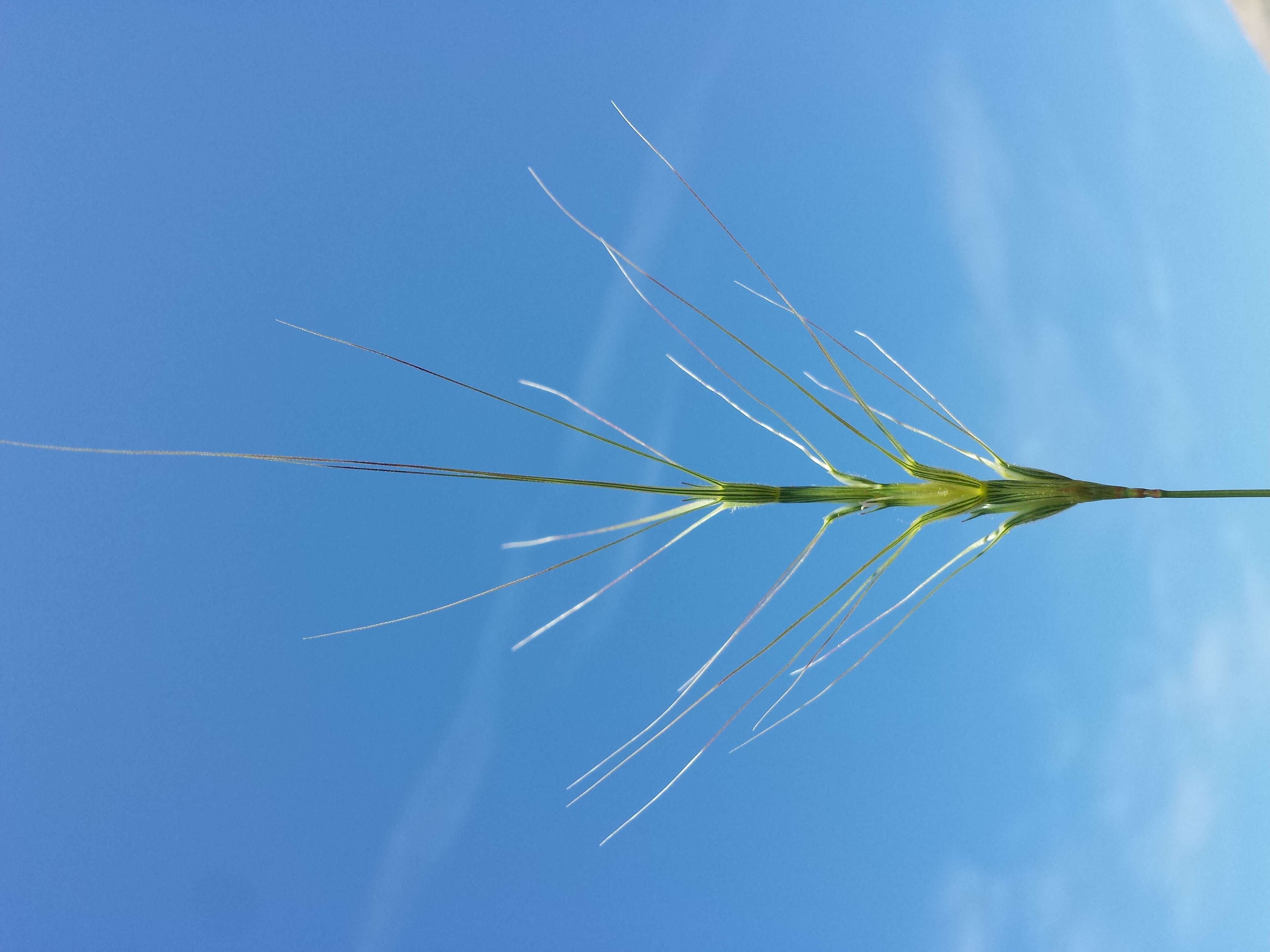 Image of barbed goatgrass