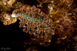 Image of lettuce sea slug