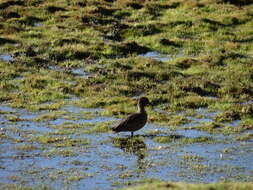 Image of Andean Teal