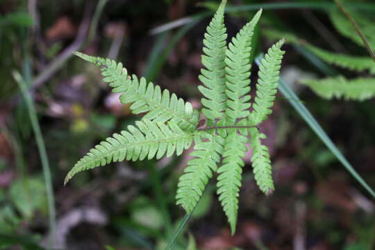 Image of Beech Fern