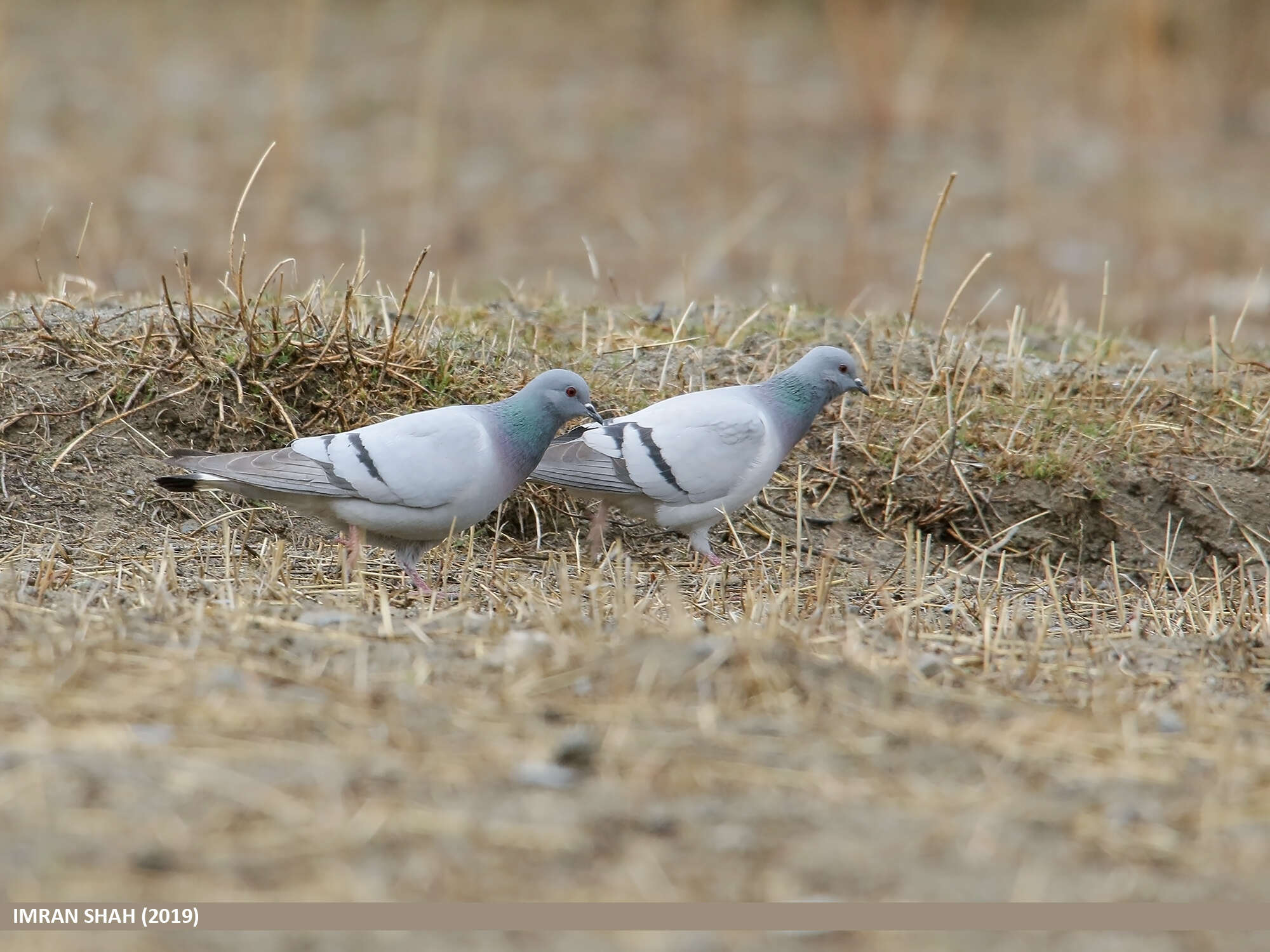 Image of Hill Pigeon