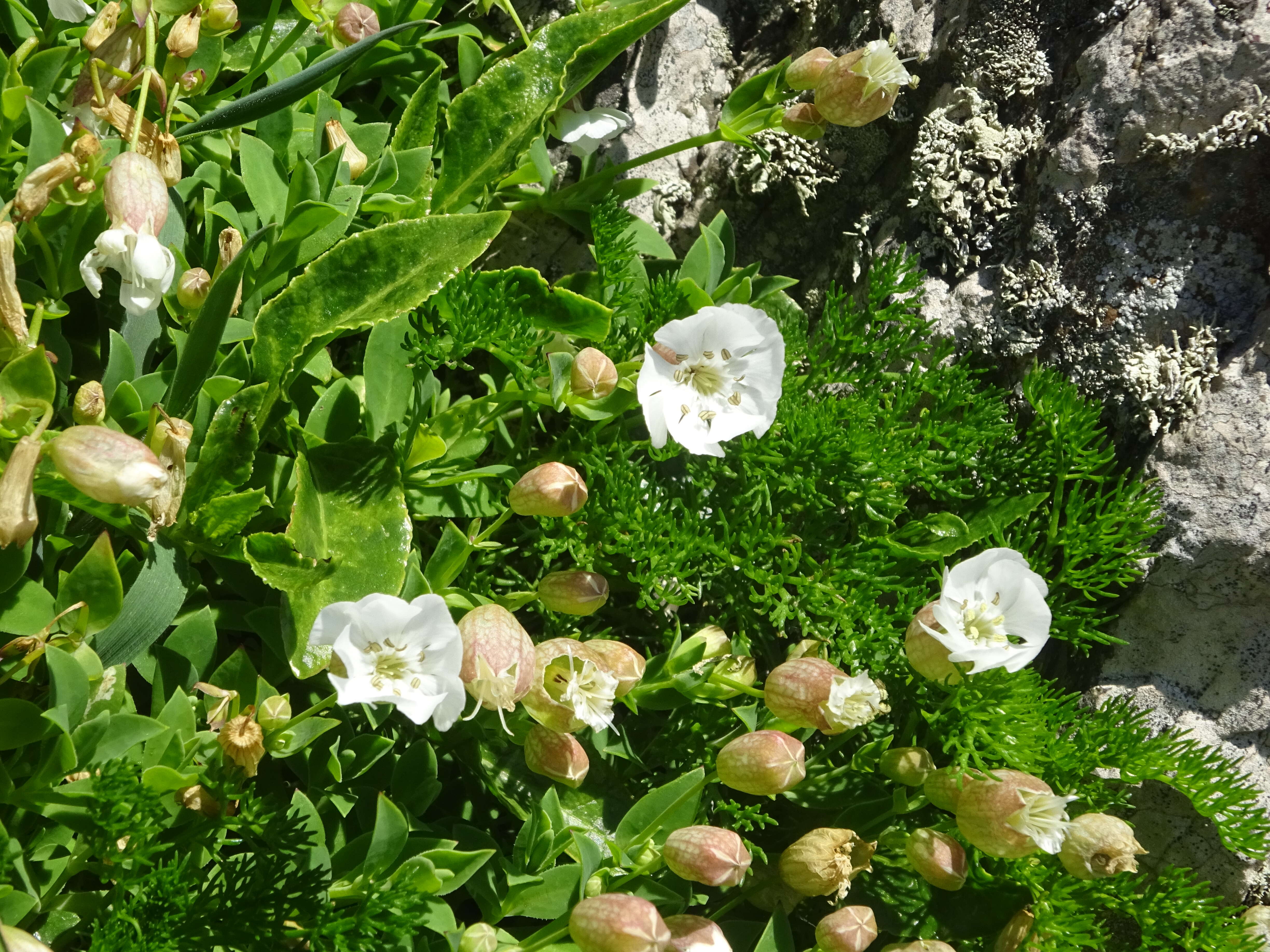 Image of Catchfly