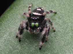 صورة Phidippus regius C. L. Koch 1846