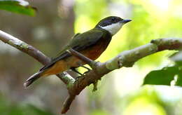 Image of Yellow-crested Manakin