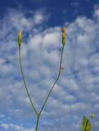 Image of smallflower hawksbeard