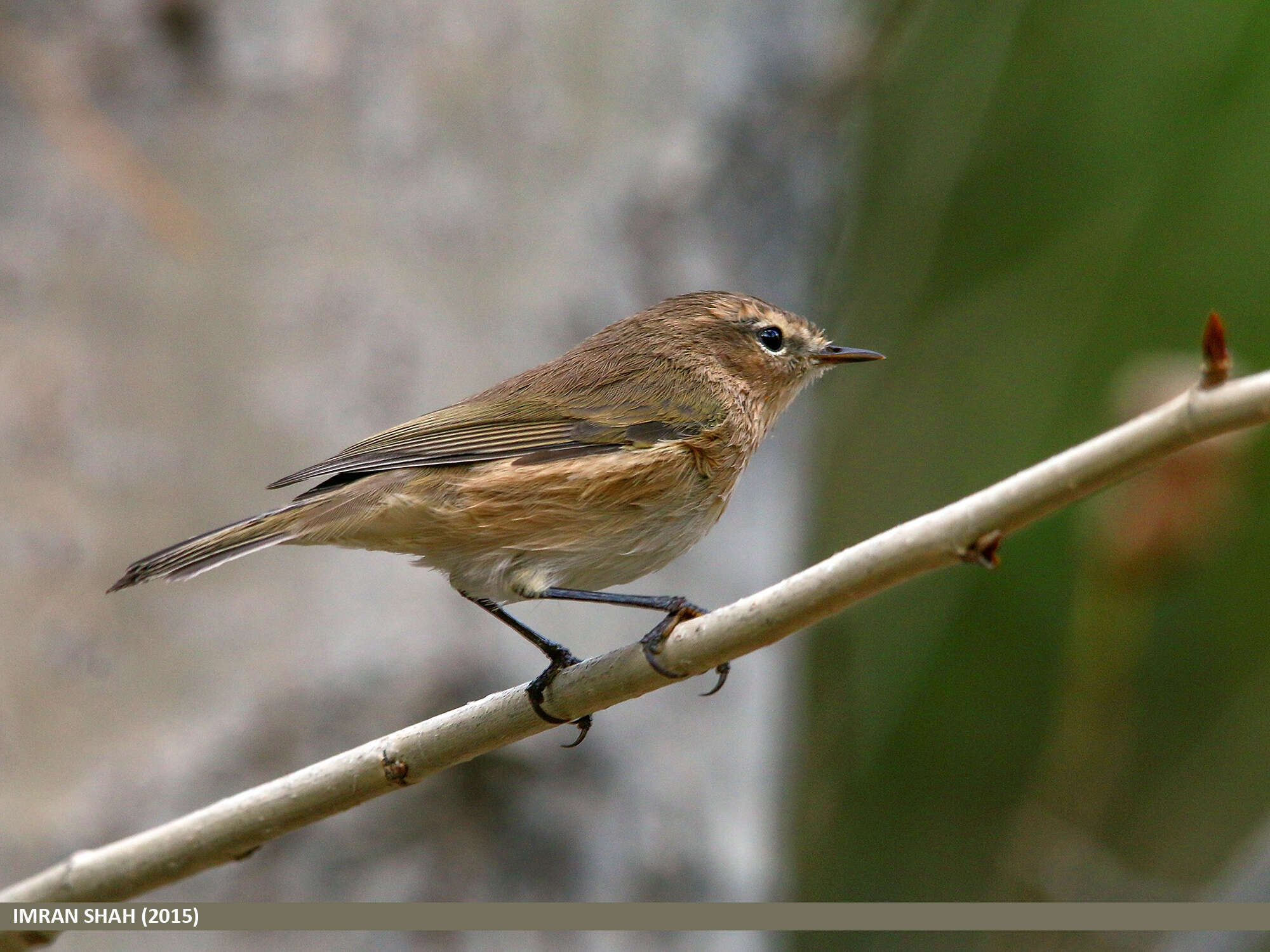 Image of Siberian Chiffchaff