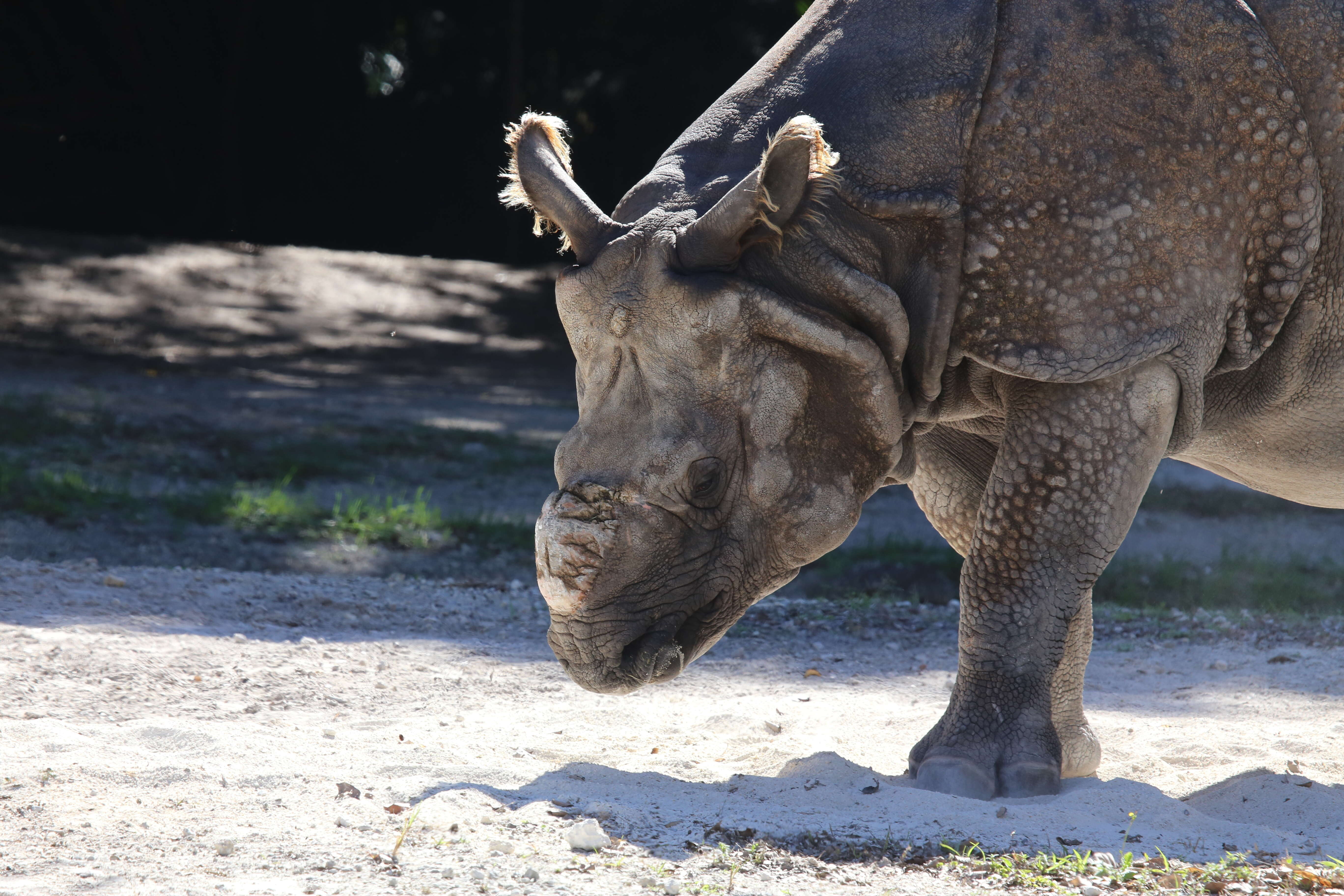 Image of Indian Rhinoceros