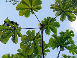 Image of Cecropia longipes Pittier