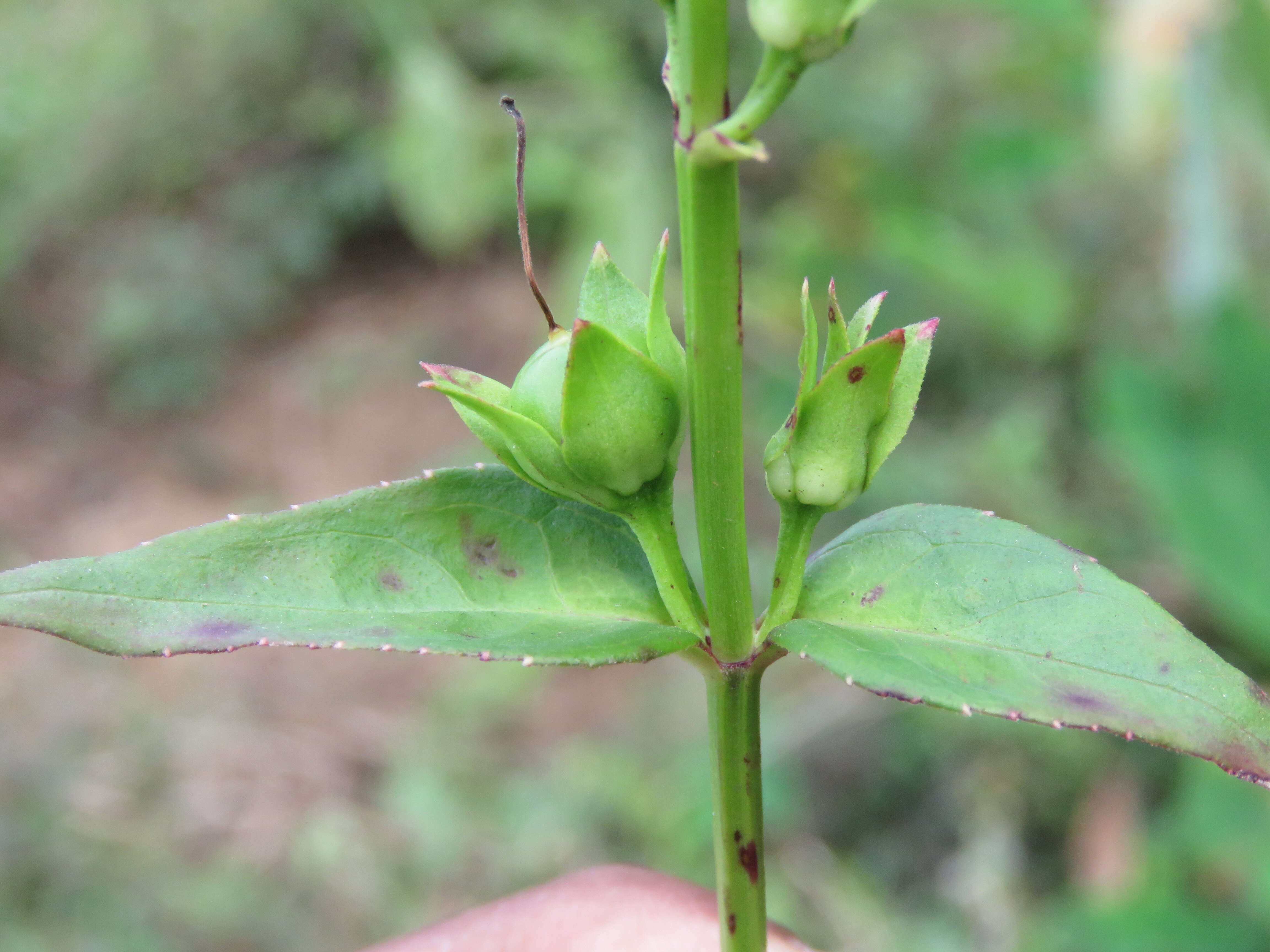 Image de Artanema longifolium (L.) Vatke