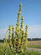 Image of Great Mullein