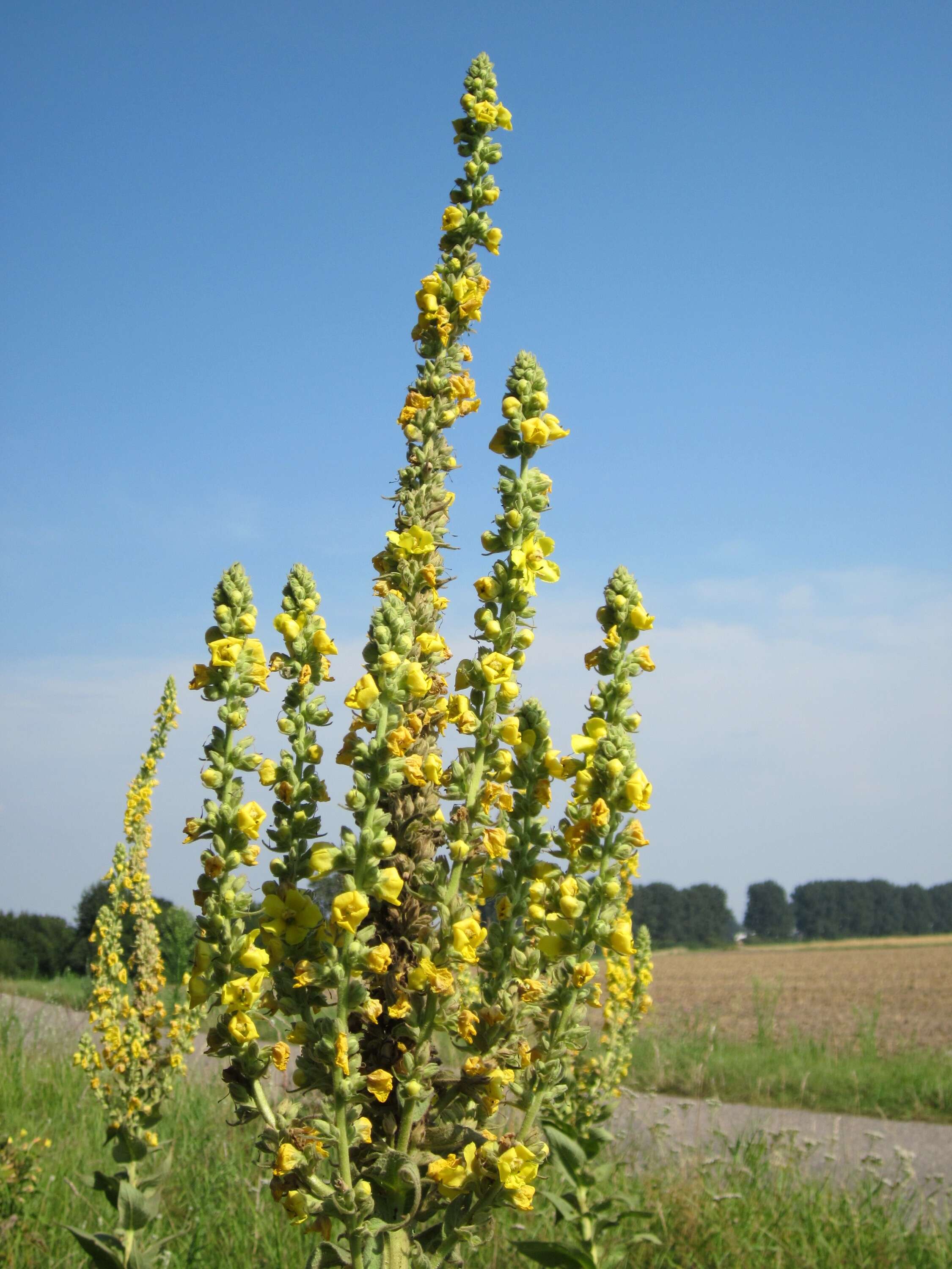 Image of Great Mullein