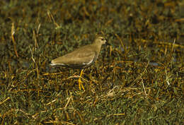 Image of White-tailed Lapwing