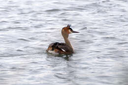 Image of Podiceps Latham 1787