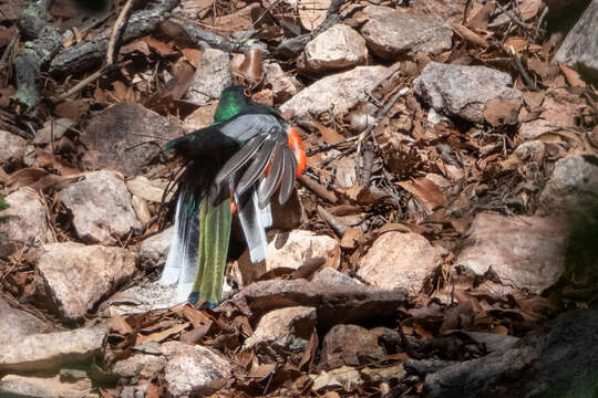 Plancia ëd Trogon elegans Gould 1834