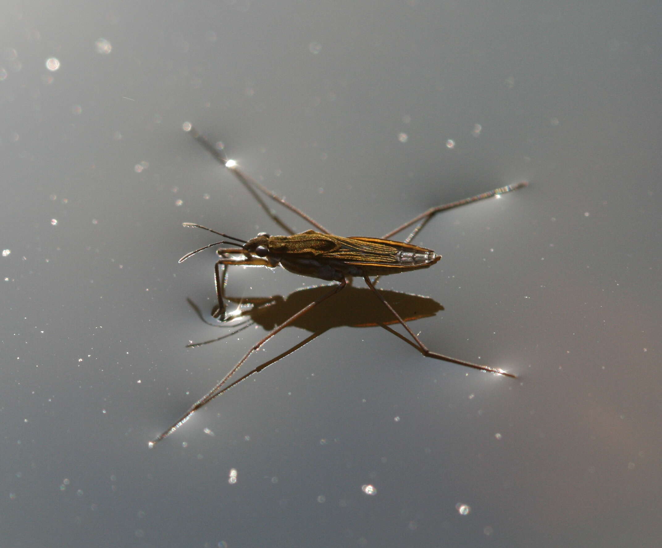 Image of Pond Skate