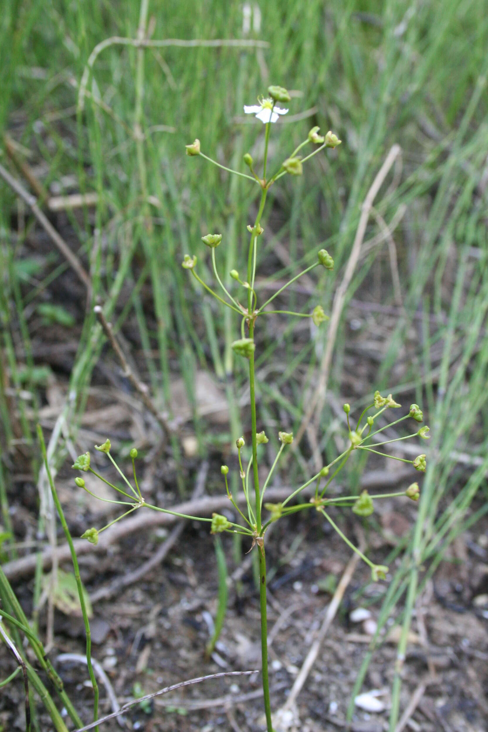 Image of Common Water-plantain