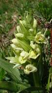 Image of Elder-flowered orchid