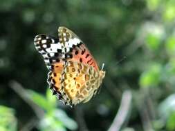 Image of Argynnis hyperbius