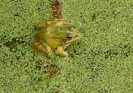 Image of Perez's Frog