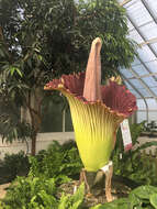 Amorphophallus titanum (Becc.) Becc. resmi