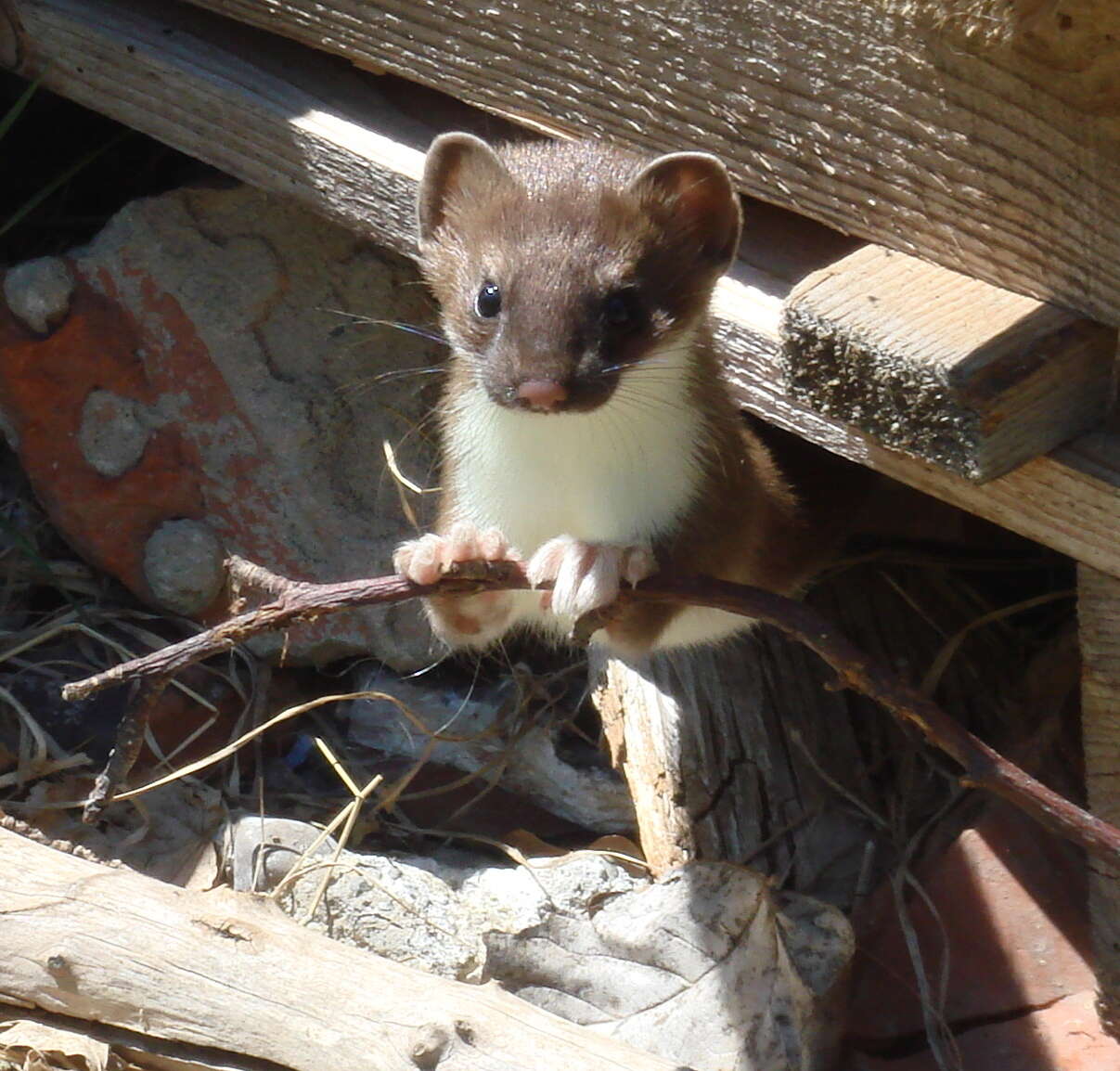 Image of least weasel