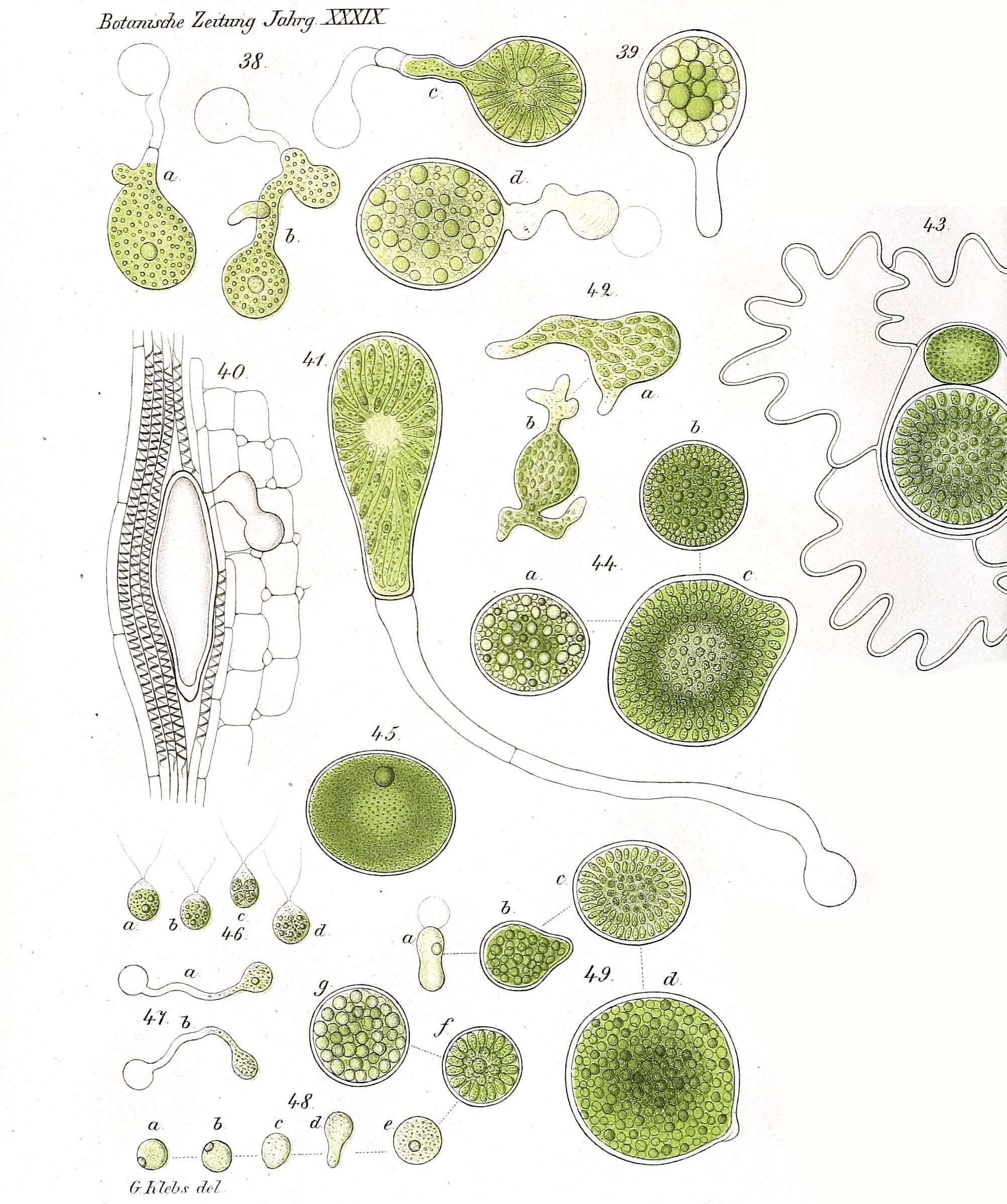 Image of Phyllobium Klebs 1881