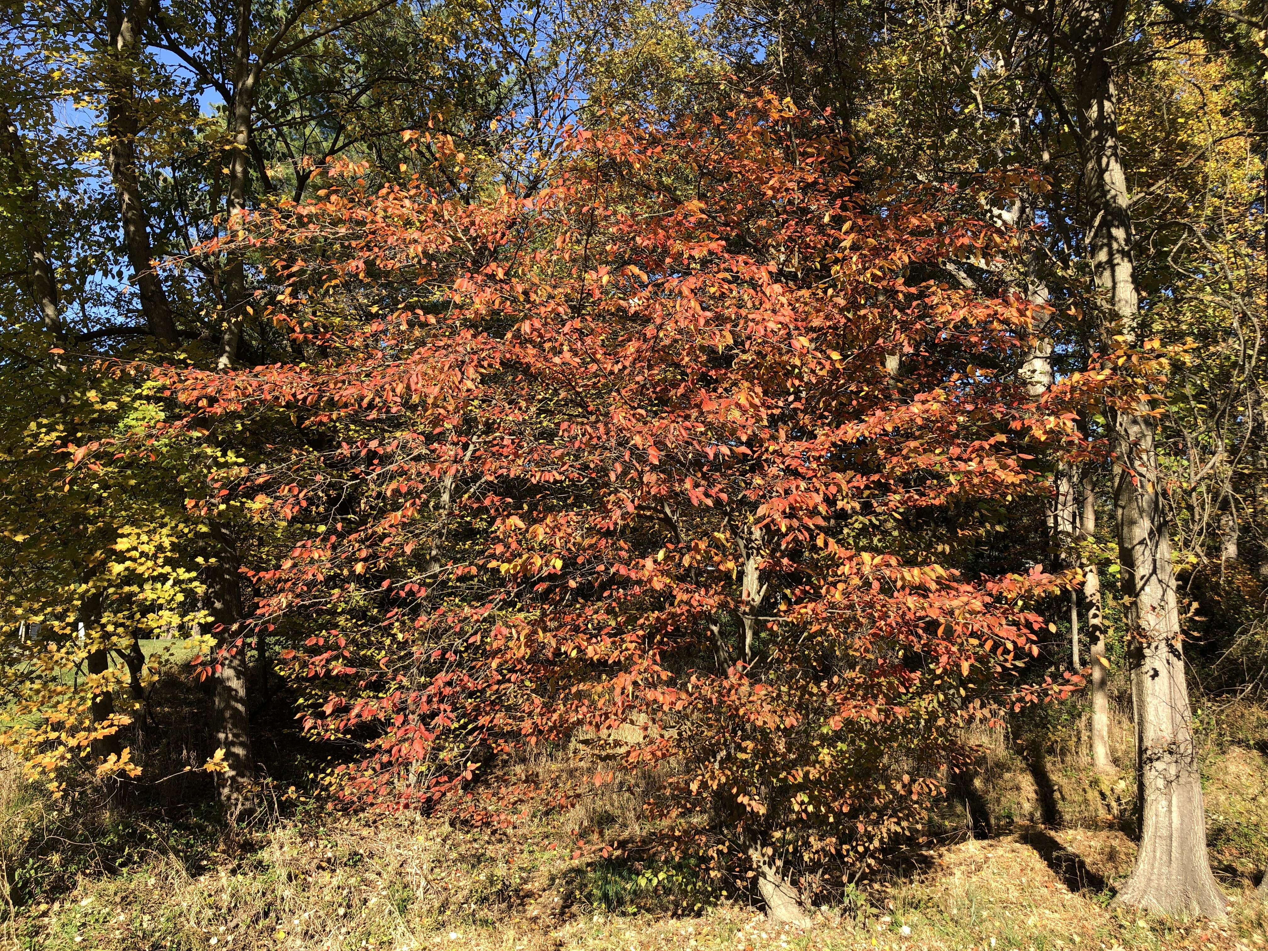 Image of American hornbeam