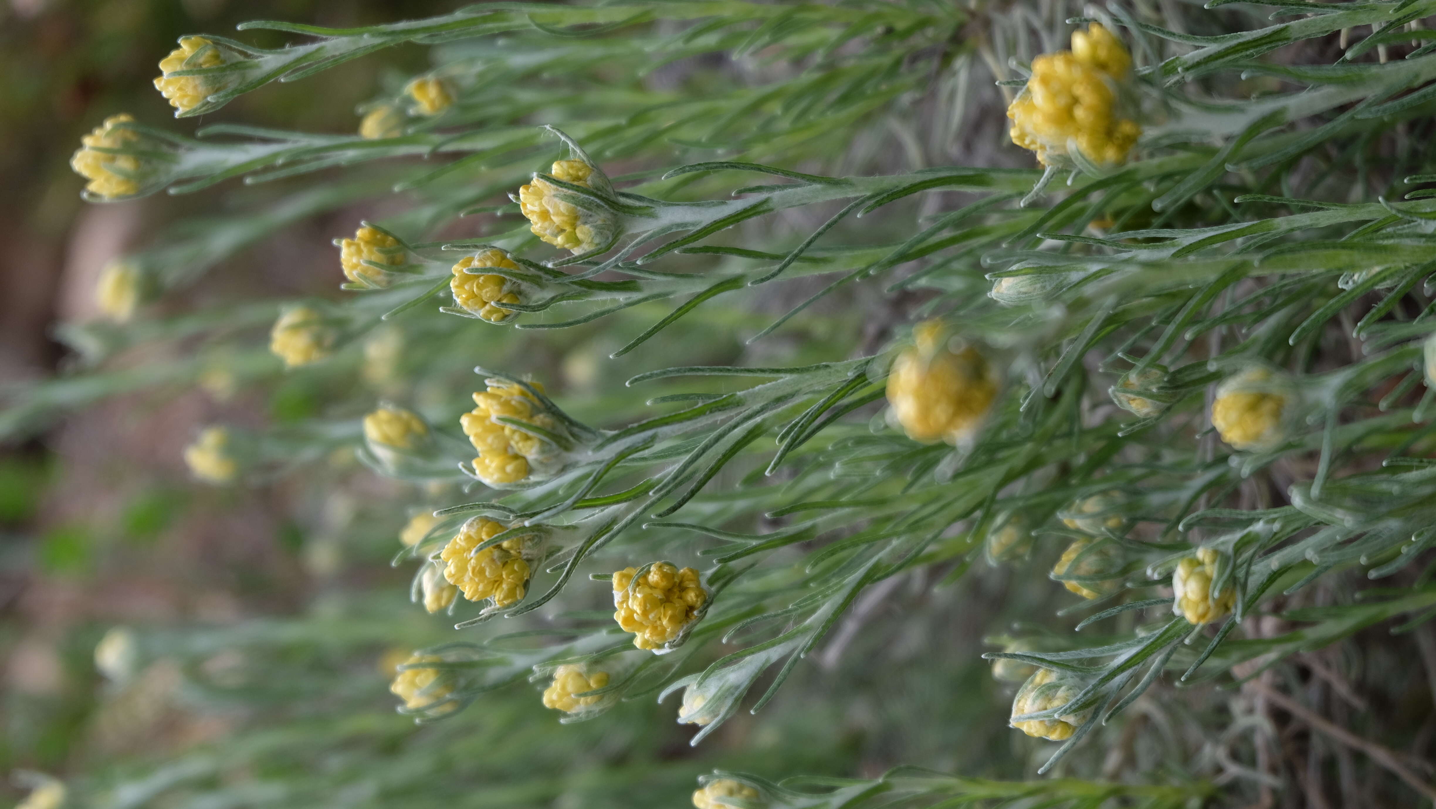 Image of Immortelle