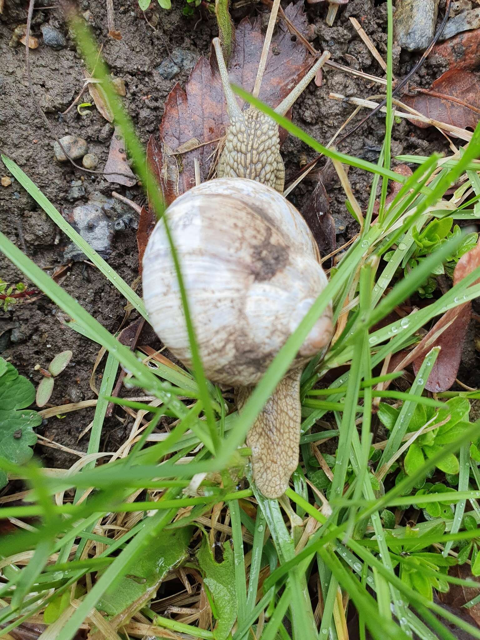 Image of Burgundy snail