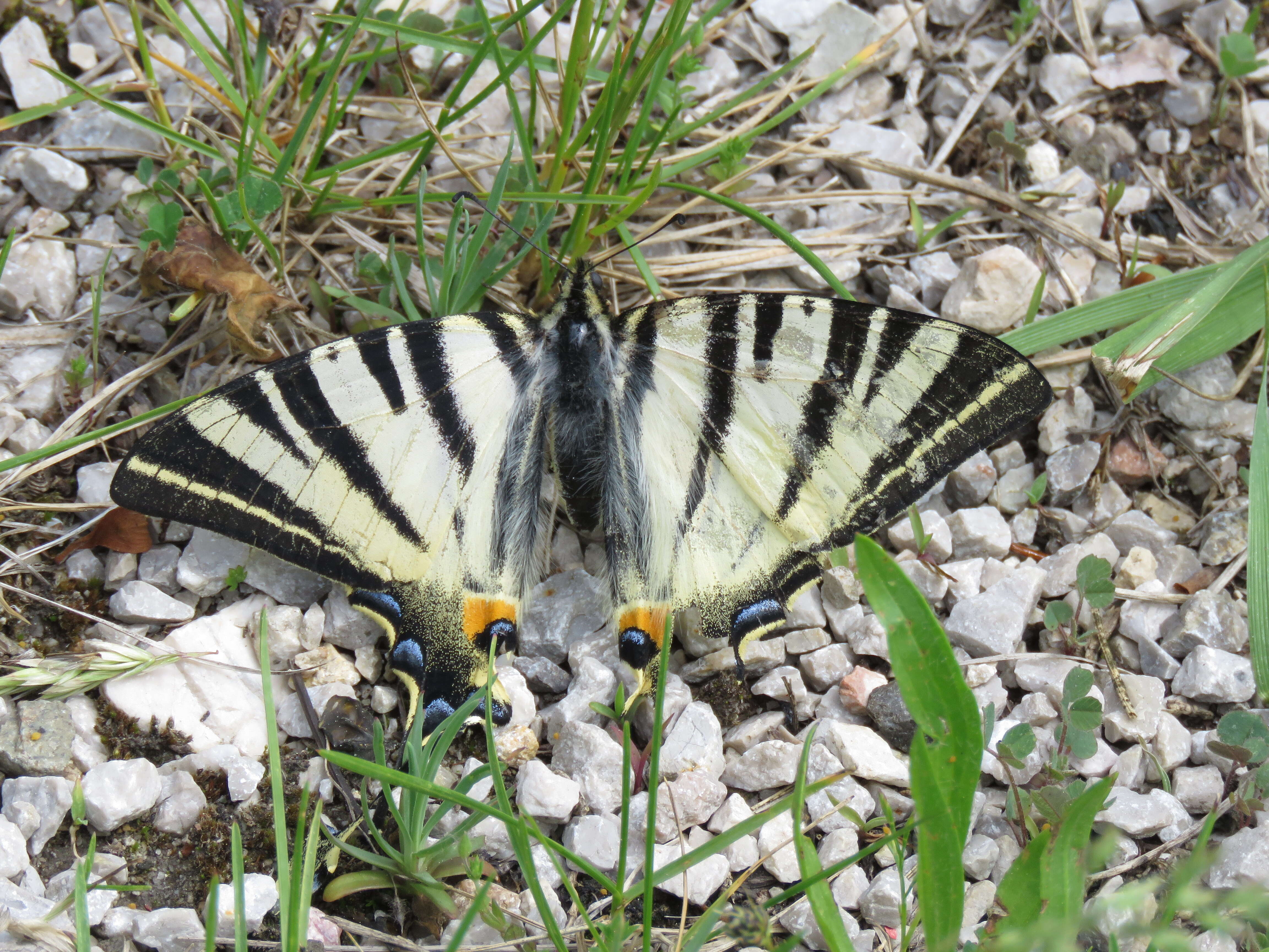 Imagem de Iphiclides