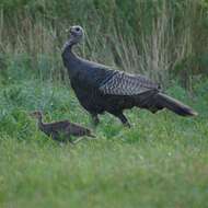 Imagem de Meleagris gallopavo Linnaeus 1758