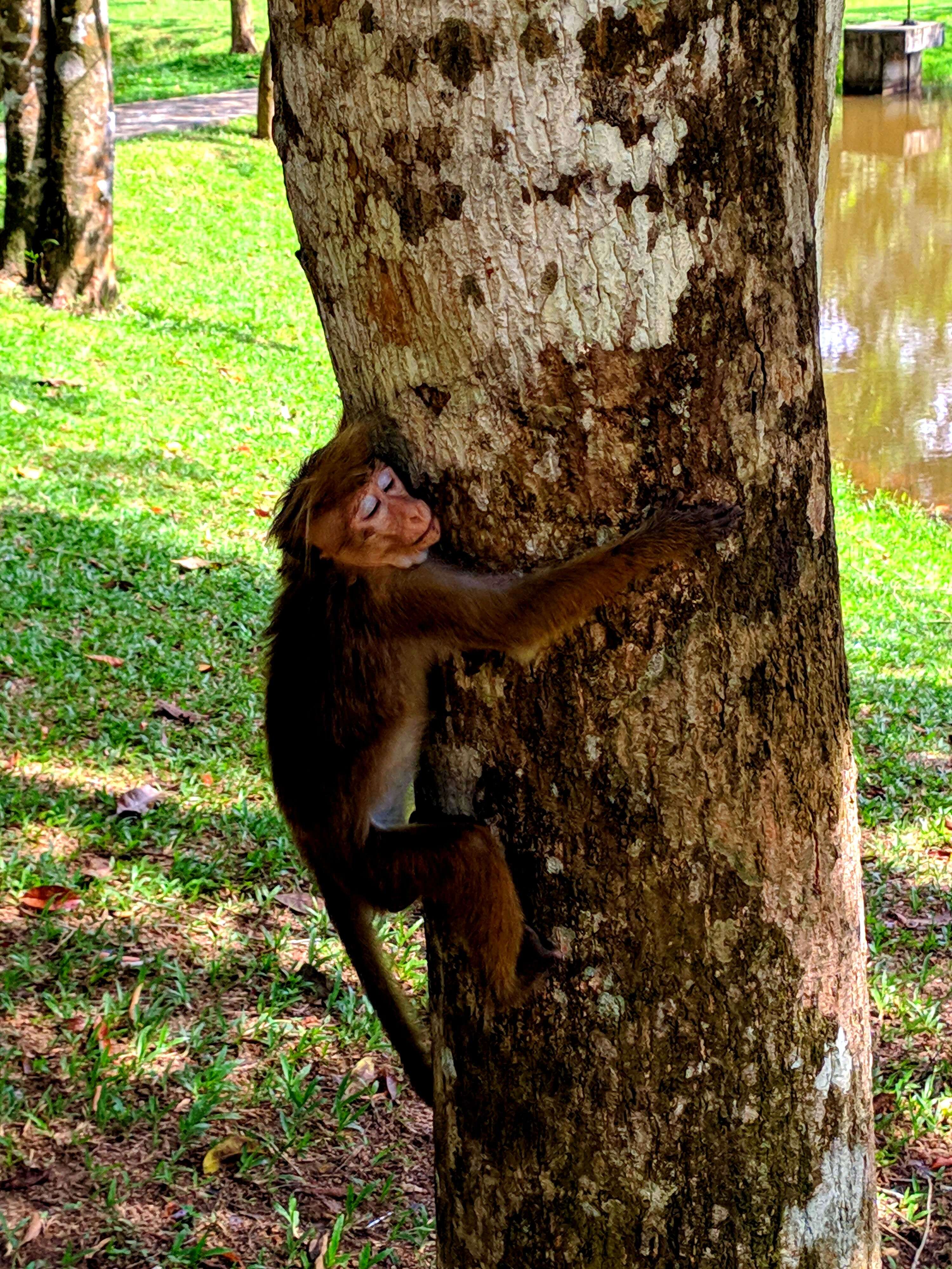 Image of Toque macaque