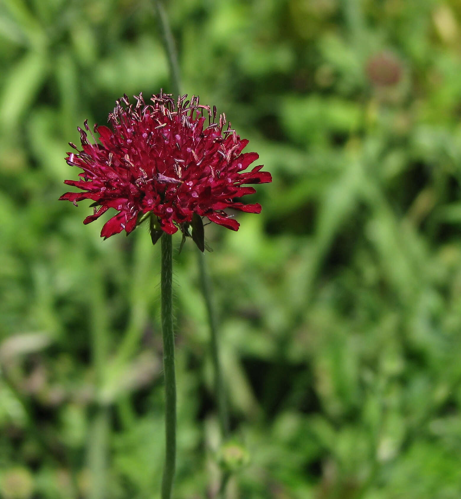 Plancia ëd Knautia macedonica Griseb.