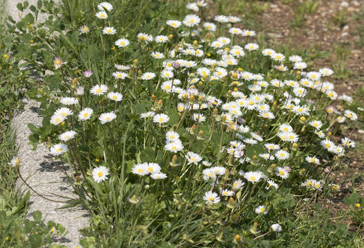 Image of Southern Daisy