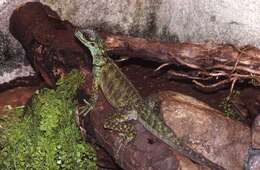 Image of Sailfin Lizard