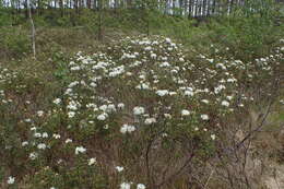 Imagem de Rhododendron tomentosum (Stokes) Harmaja