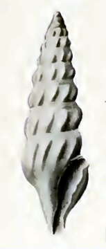 Image of Splendrillia lygdina (Hedley 1922)